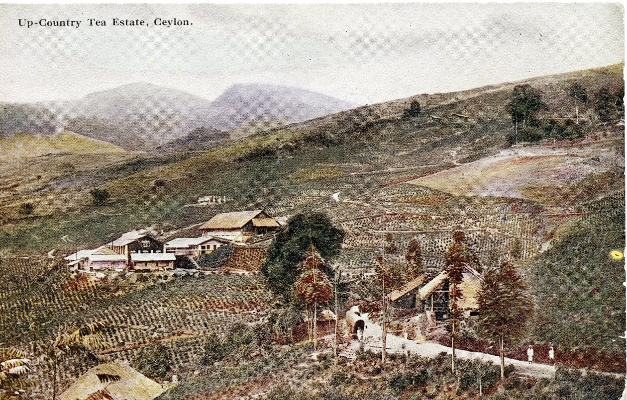 Up-Country Tea Estate, Ceylon, ca. 1900-20 (håndkolorert fotografi) av Ltd. Ceylon Plâté