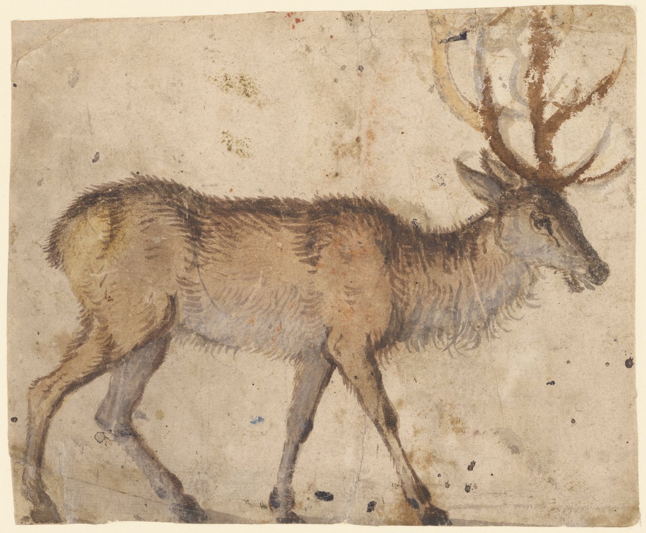 Studie av en hjort av Lucas Cranach the Elder