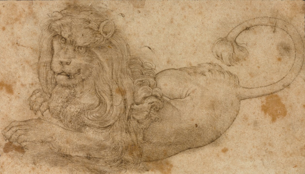 Studie av en løve av Lucas Cranach the Elder