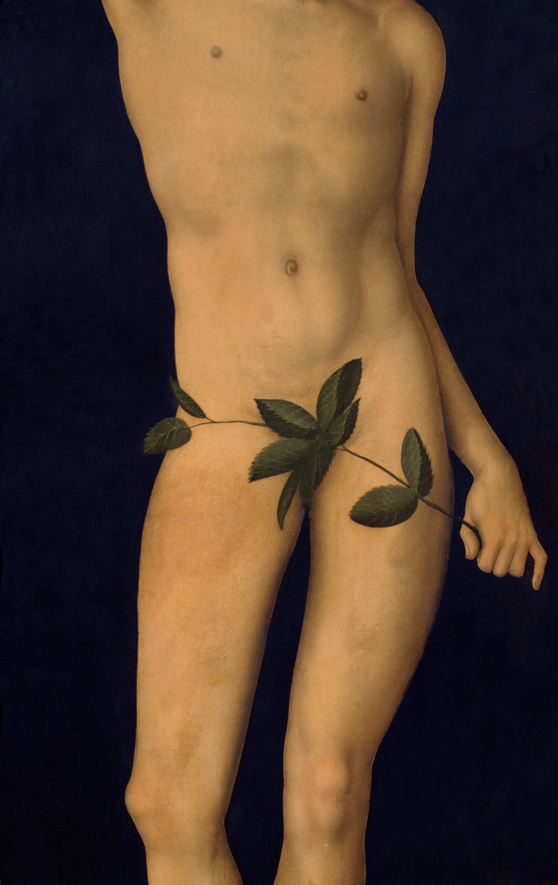 Adam, 1528 olje på panel detalj av 9628 av Lucas Cranach the Elder