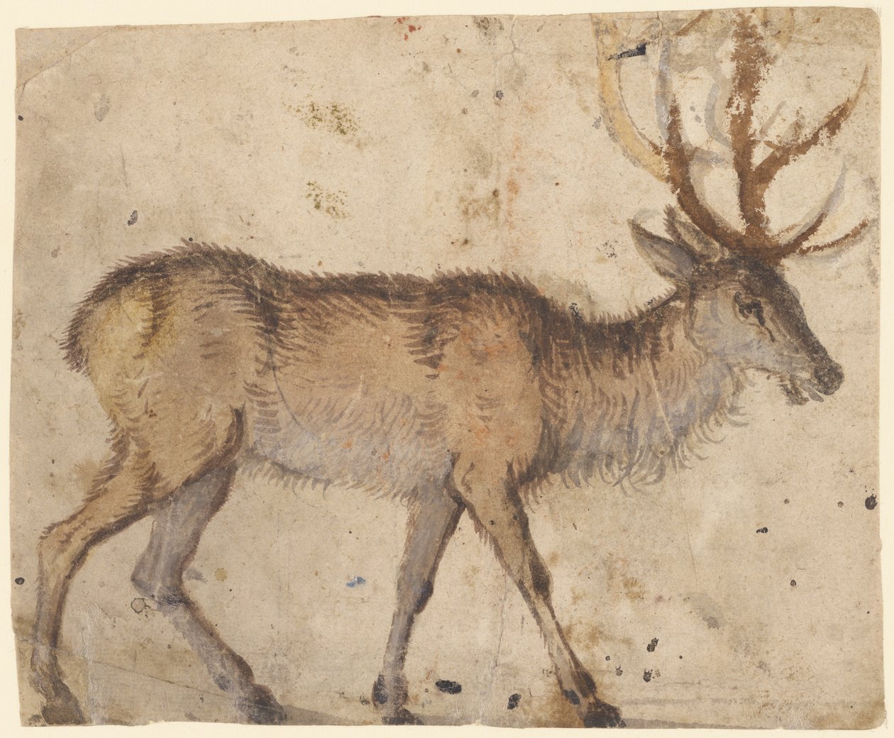 Studie av en hjort (recto), ca. 1520-30 (børste med brun vask, forsterket med hvit gouache) av Lucas the Elder Cranach