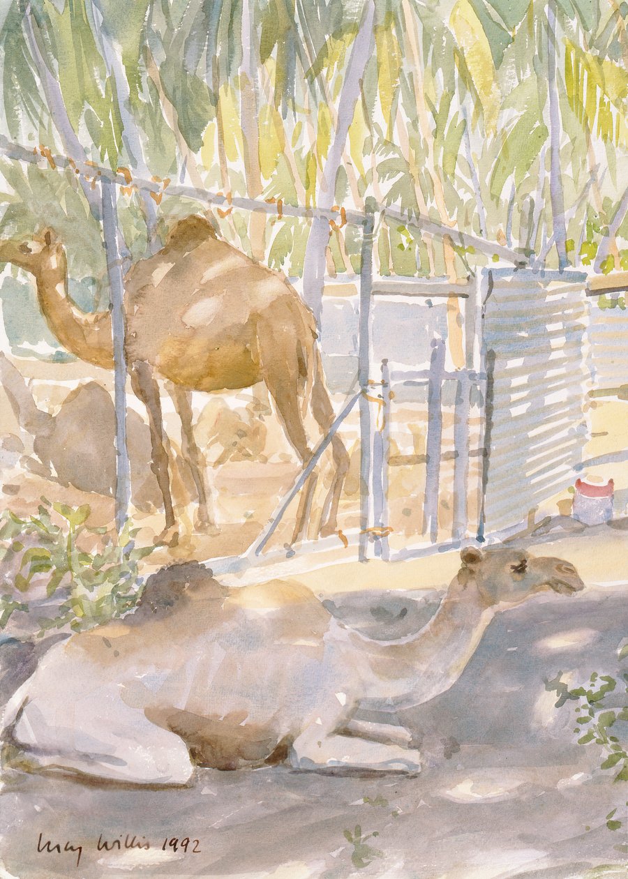 Camels at Rest, Salalah (Oman) 1992 (wc) av Lucy Willis