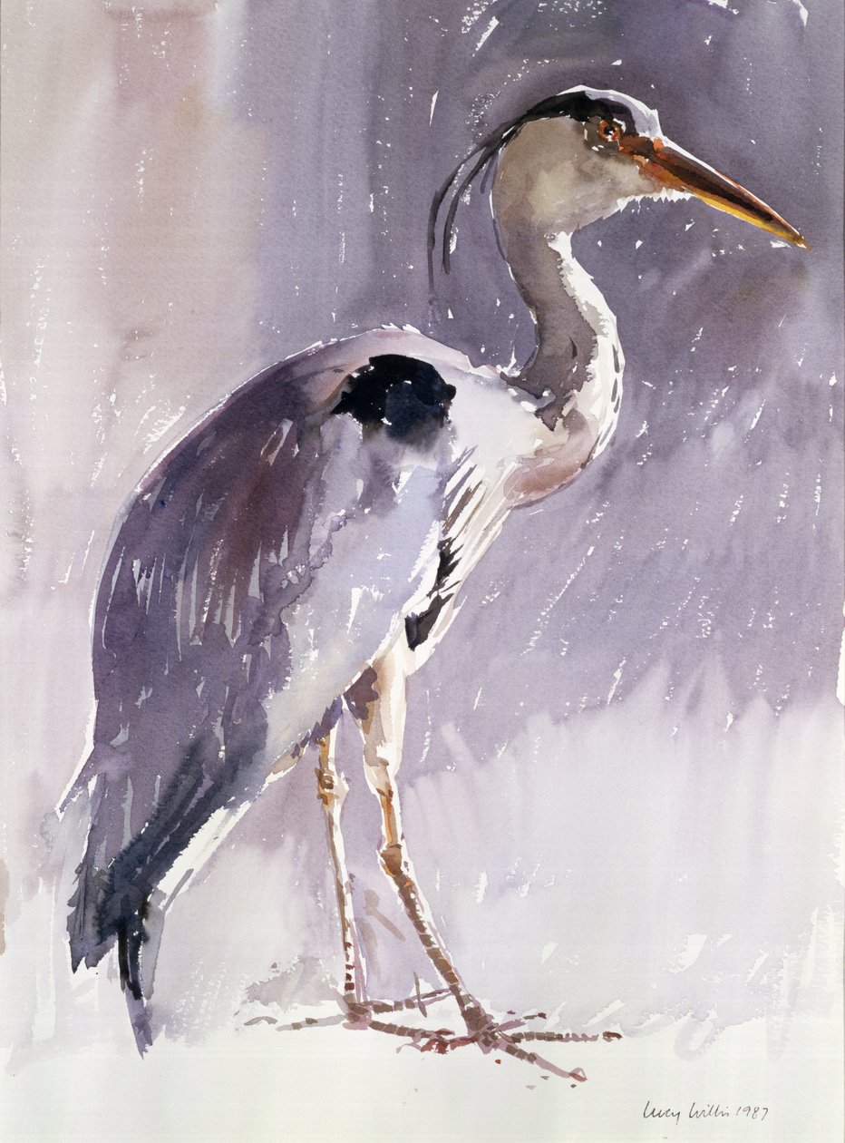Grey Heron, 1987 (wc på papir) av Lucy Willis