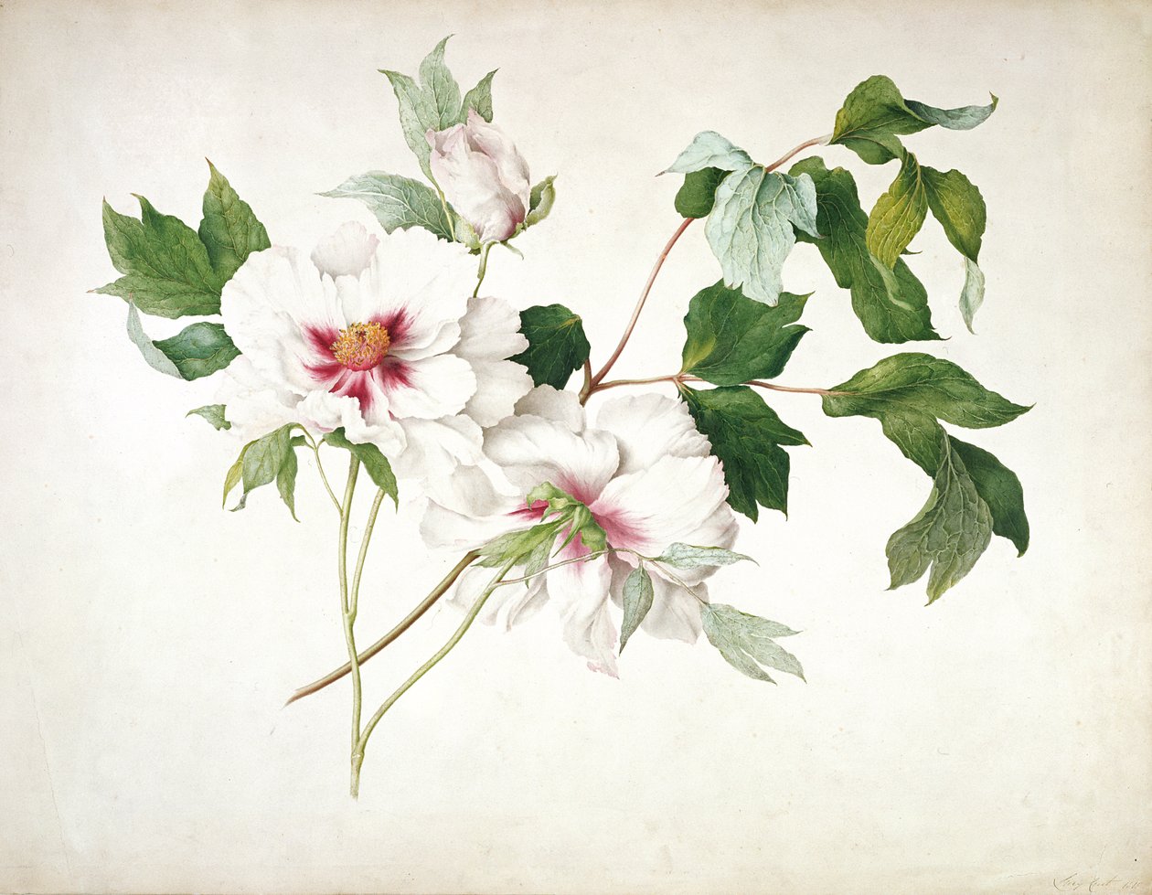 Japansk trepion (Paeonia suffruticosa), 1815 (wc, gouache, gummi arabicum over blyant på papir) av Lucy Cust