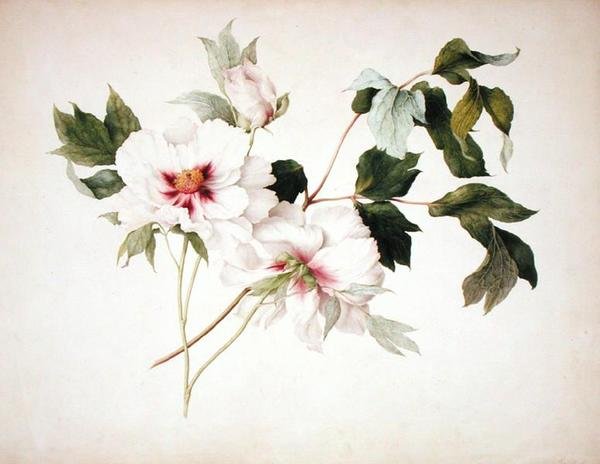 Paeonia suffruticosa av Lucy Cust