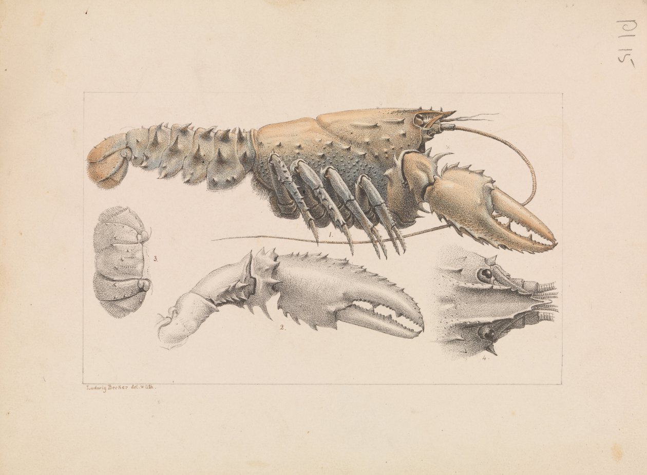 Murray Spiny Crayfish, Euastacus armatus av Ludwig Becker