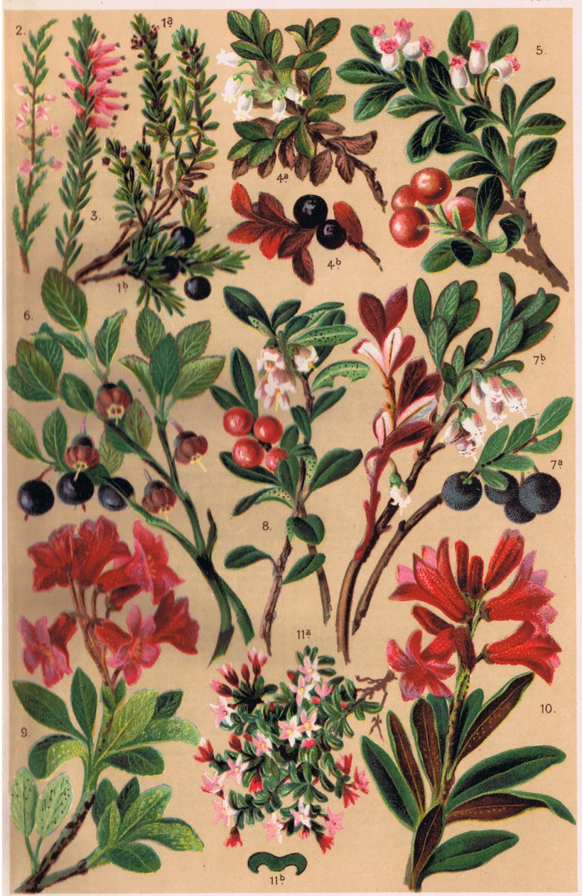 Alpine Plants, illustrasjon fra 