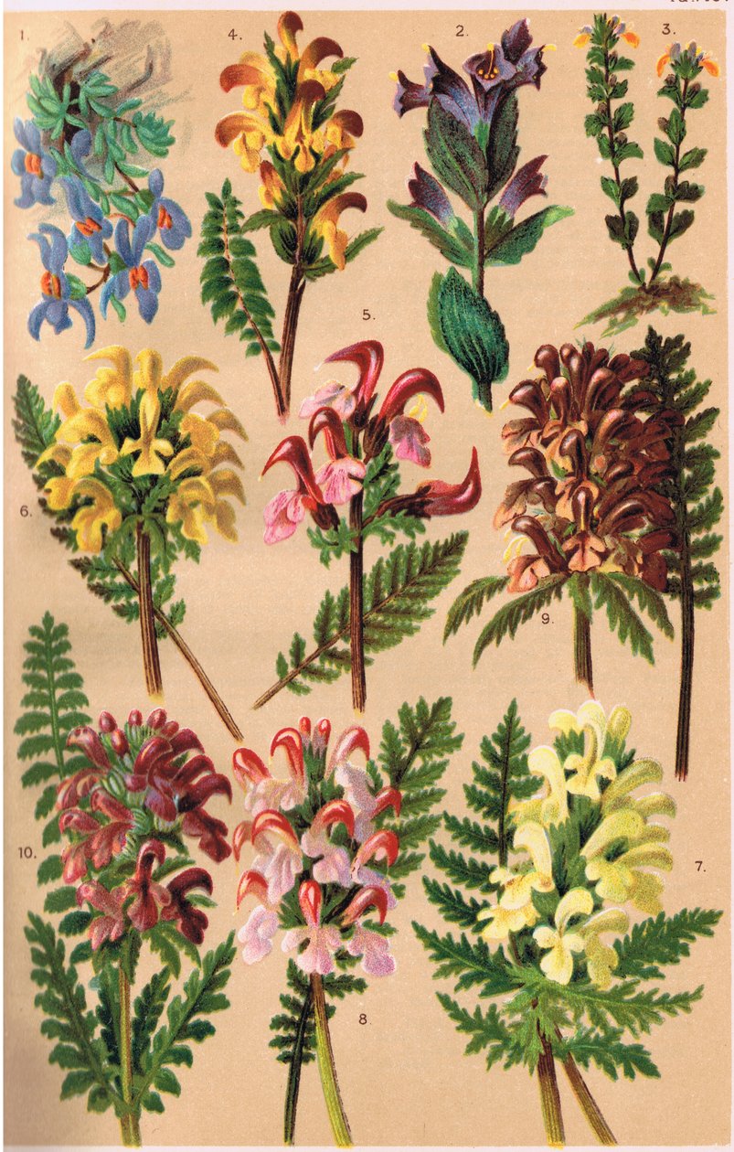 Alpine Plants, illustrasjon fra 