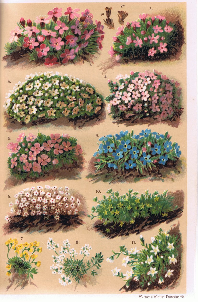 Alpine Plants, illustrasjon fra 