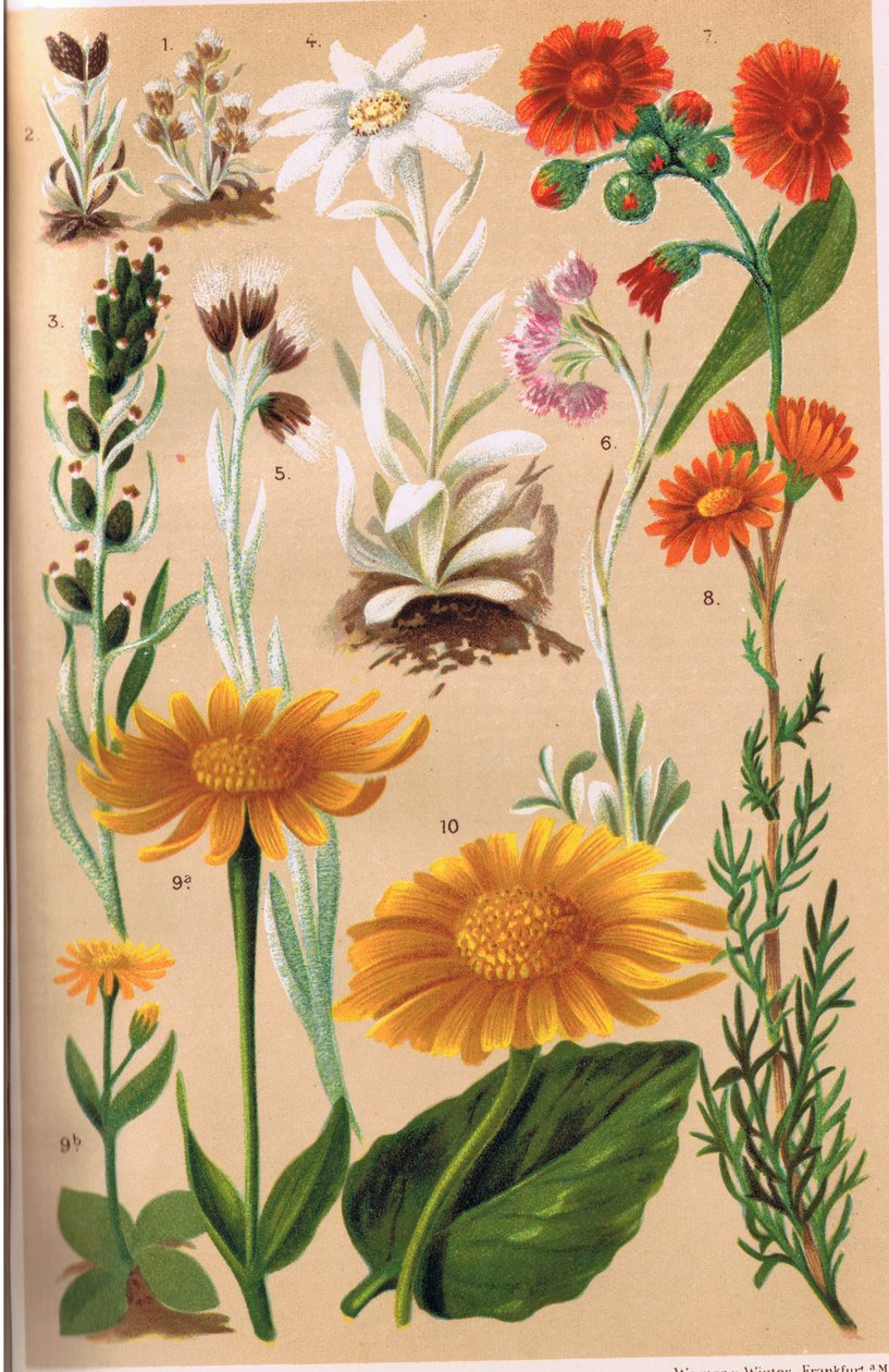 Alpine Plants, illustrasjon fra 