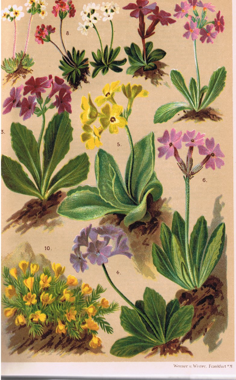 Alpine Plants, illustrasjon fra 'Alpine Flora' av professor CS Schroter, utgitt 1921 av Ludwig Schroter