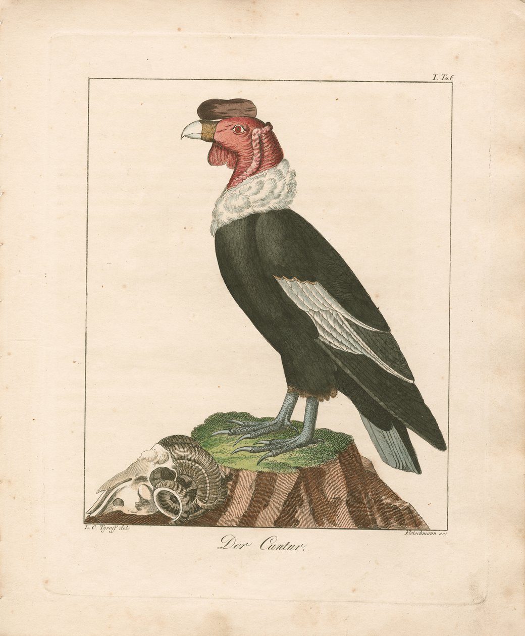 Andeskondor (håndkolorert kobberstikk) av Ludwig Christoph Tyroff