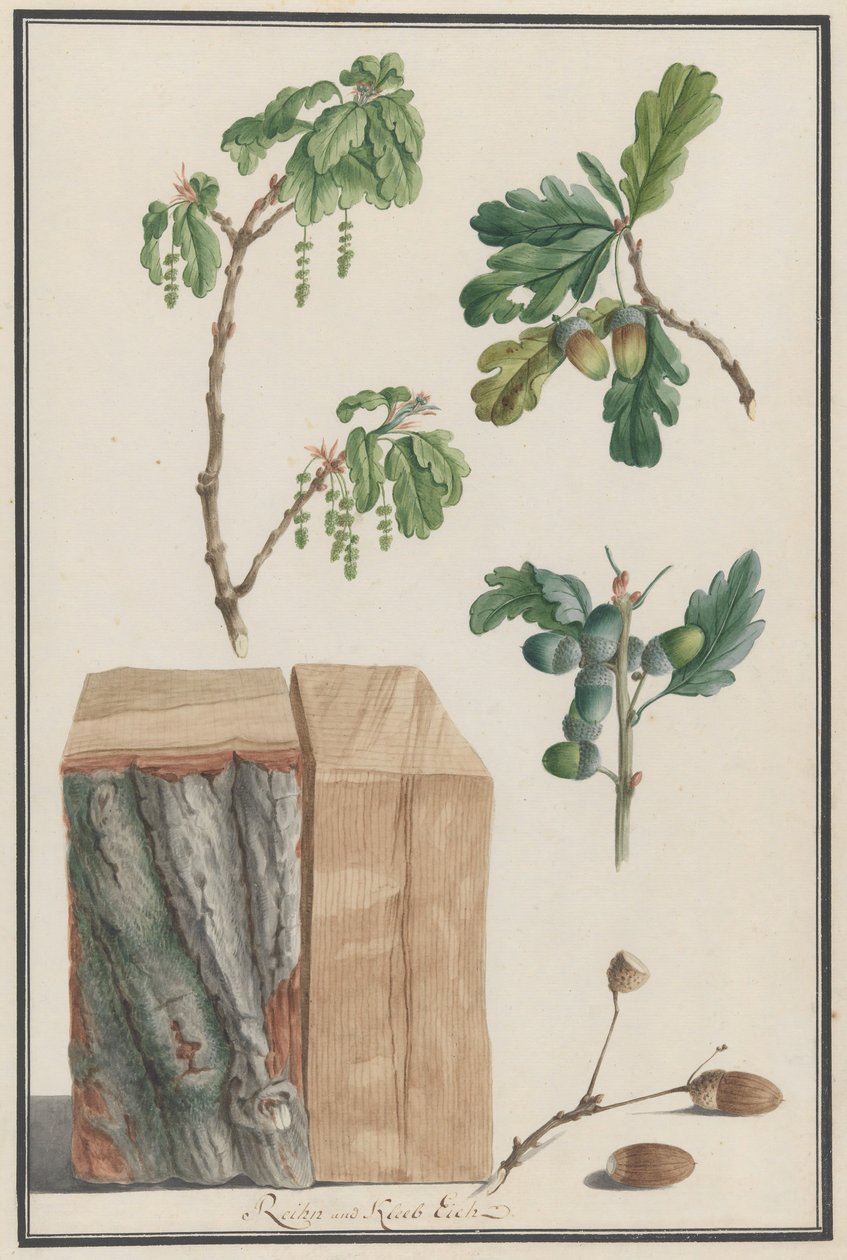 Studier av blomstene, fruktene og stammen til en engelsk eik Quercus robur, 1788. av Ludwig Pfleger