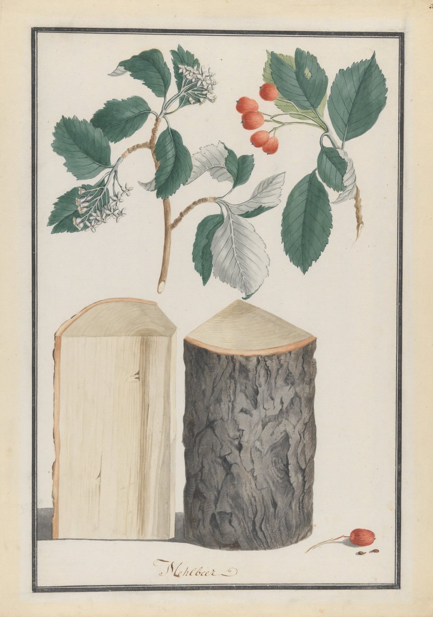 Studies of the leaves, blossoms, fruits and trunk of a whitebeam Sorbus subgenus Aria, 1788.    1140901   no       norwegian Successfully Translated  Original: Portret van een non Pictura (series title on object) Translat: Portret van een non Pictura (seri av Ludwig Pfleger