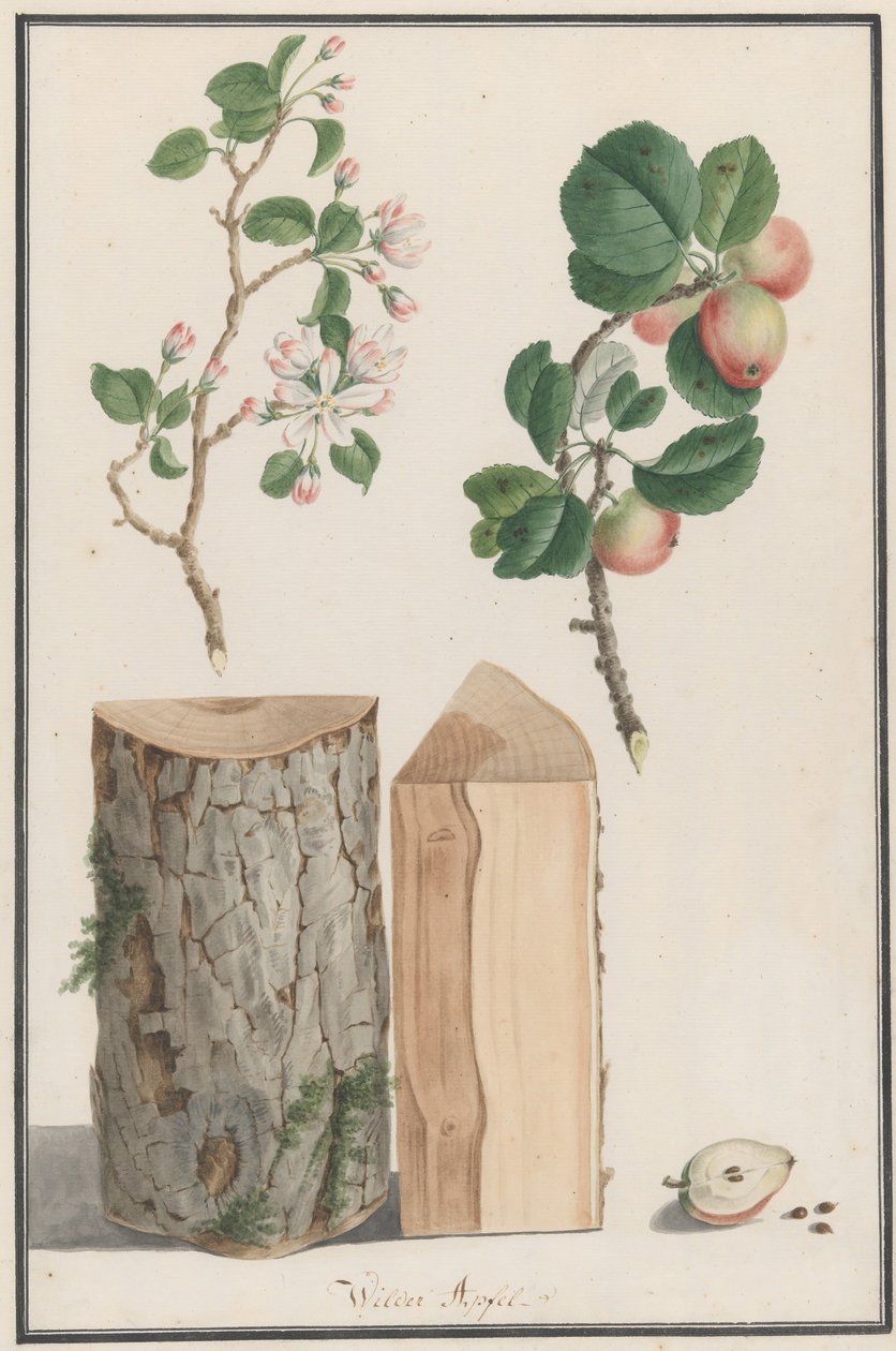 Studier av stammen, blomstene og frukten til et vilt epletre Malus sylvestris, 1788. av Ludwig Pfleger