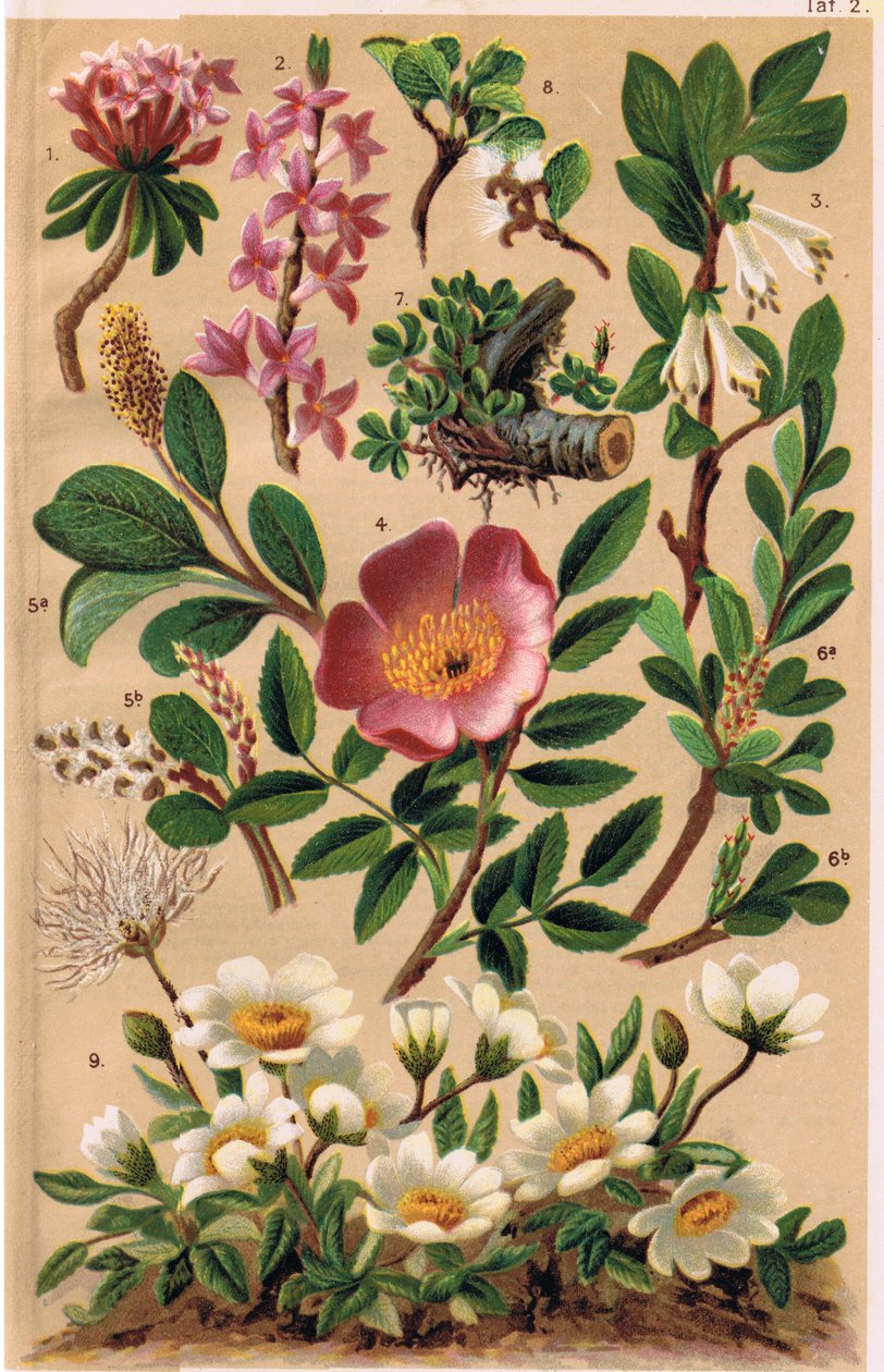 Alpine Plants, illustrasjon fra 
