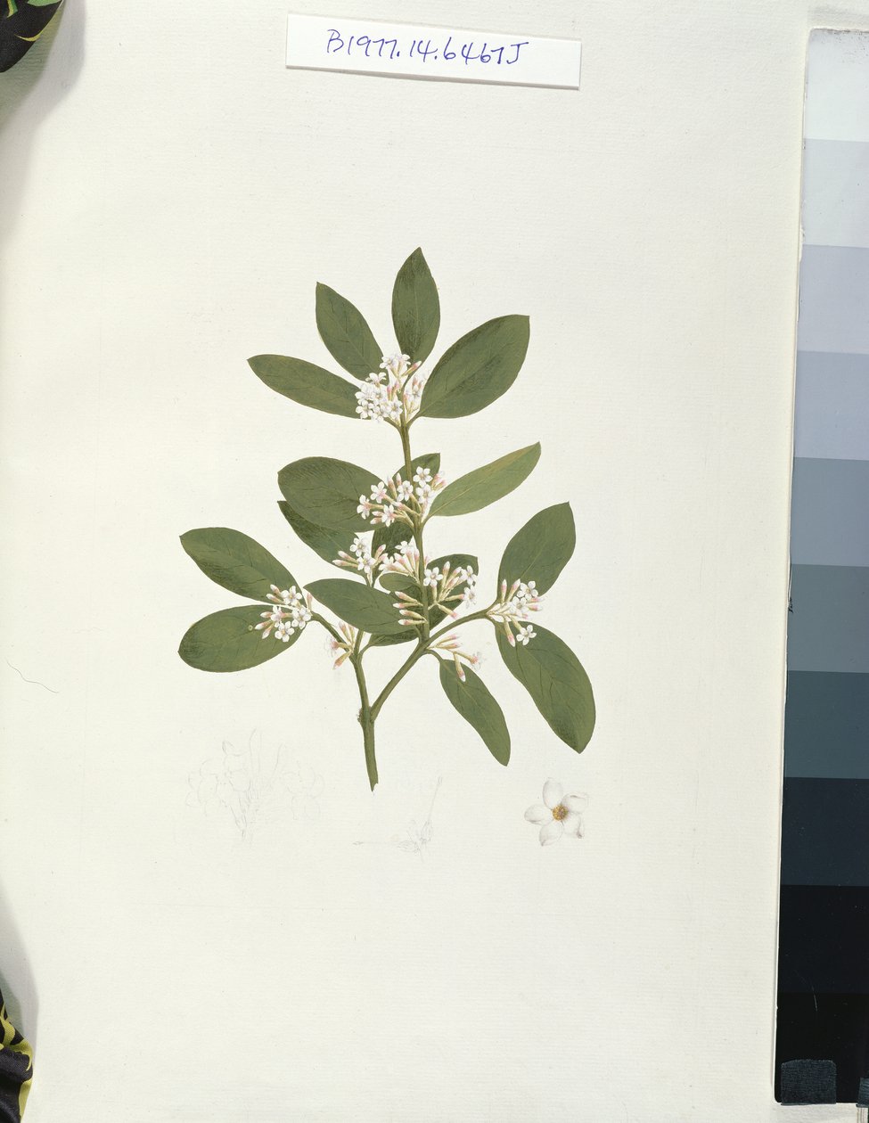 Botanisk tegning, illustrasjon fra 41 botaniske tegninger med notater (grafitt, wc og bc på papir) av Luigi Balugani