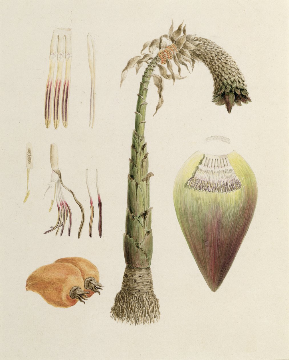 Ensete nr. 10, tidligere tilskrevet James Bruce (1730-94) (wc over grafitt på papir) av Luigi Balugani