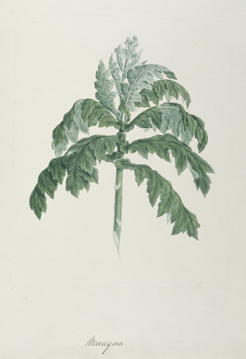 Maraqua, illustrasjon fra 41 botaniske tegninger med notater (grafitt, wc og bc på papir) av Luigi Balugani