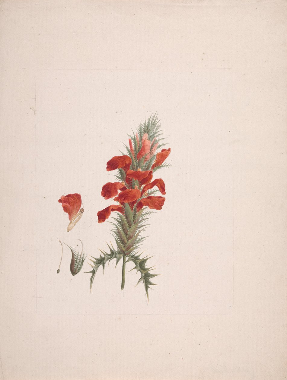 Acanthus Sennii Chiov. : ferdig tegning med ekstra detaljer av Luigi Balugani