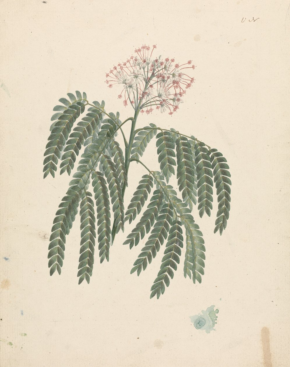 Albizia gummifera (JFGmel.) CA Sm. (Gummy Albizia Tree): ferdig tegning med mindre variasjoner i blomstrende hode av Luigi Balugani