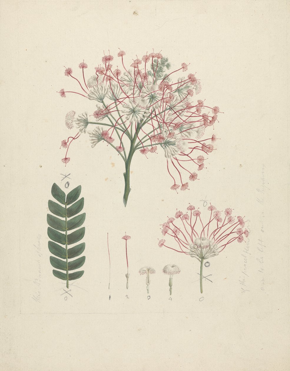 Albizia gummifera (JF Gmel.) CA Sm. (Gummy Albizia Tree): ferdig tegning av blomstrende skuddhode, med detaljer om blomsterstand, buketter og blad av Luigi Balugani