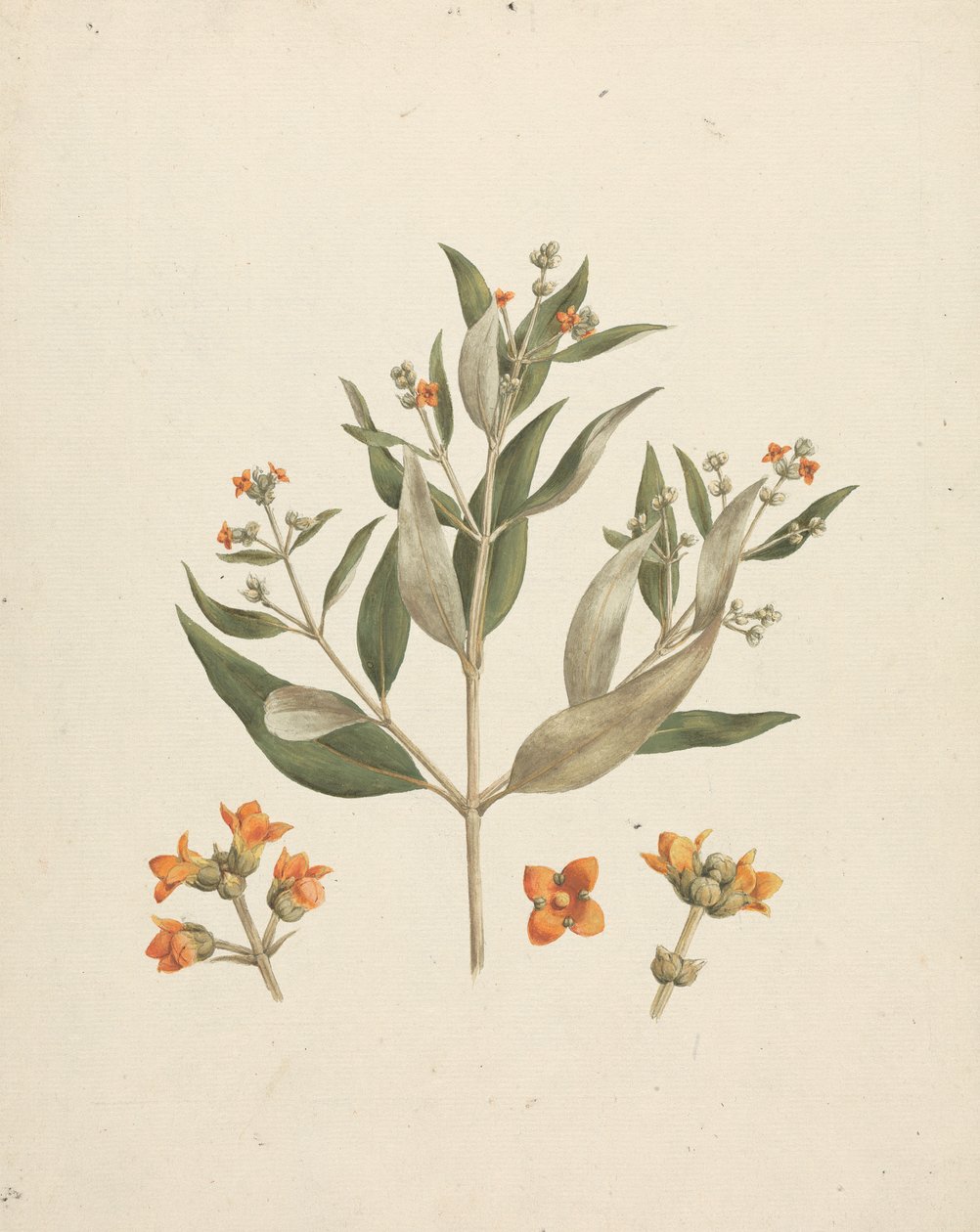 Avicennia marina (Forssk.) Vierh. (White Mangrove): ferdig tegning av blomstrende skudd med detaljer av blomster av Luigi Balugani