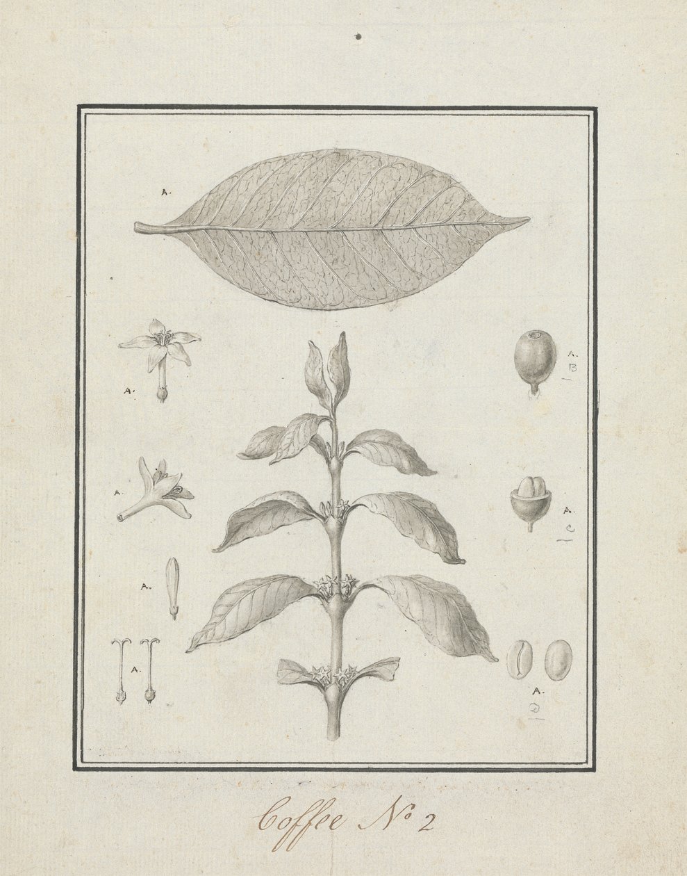 Coffea arabica L. (Arabica Coffee): ferdig tegning av løvskudd, med detaljer om blomster, blader og frukt av Luigi Balugani