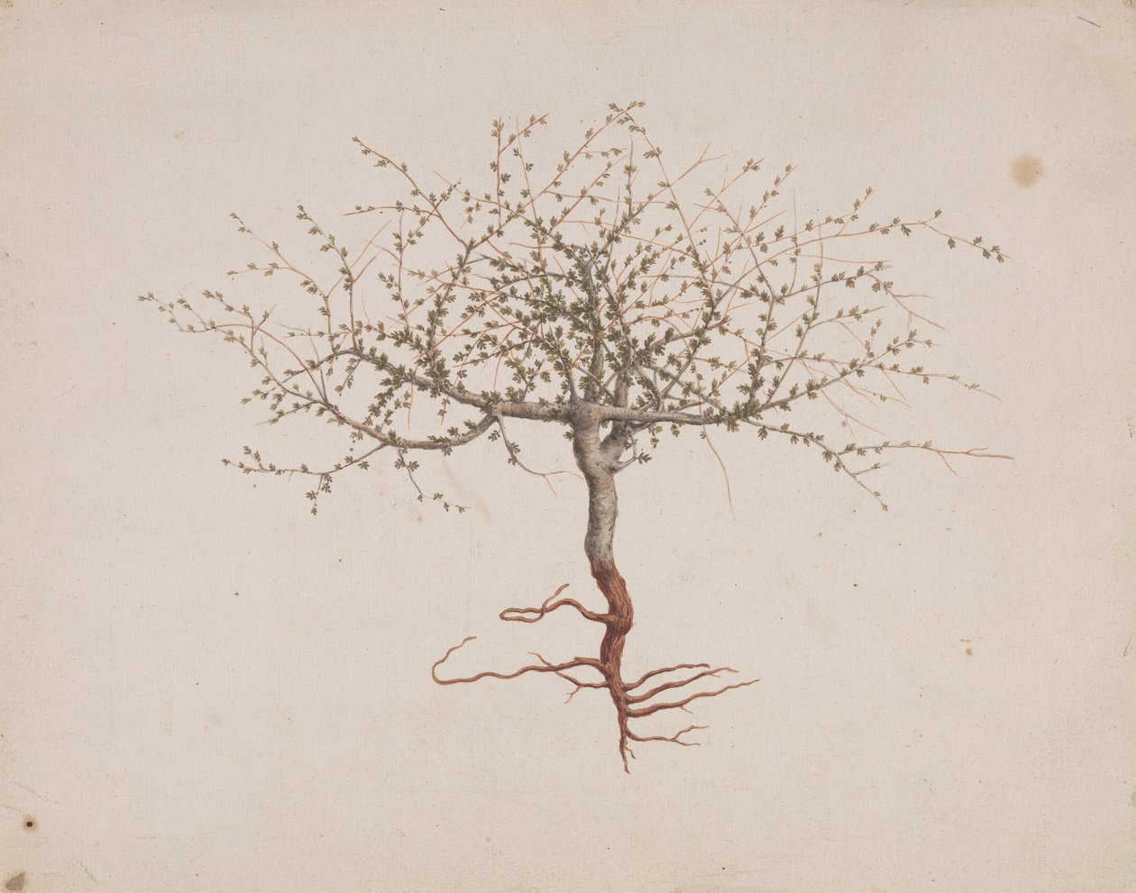 Commiphora gileadensis (L.) C. Chr. (Balm of Gilead, Opobalsam): ferdig tegnet hvis treets vane (med røtter) av Luigi Balugani