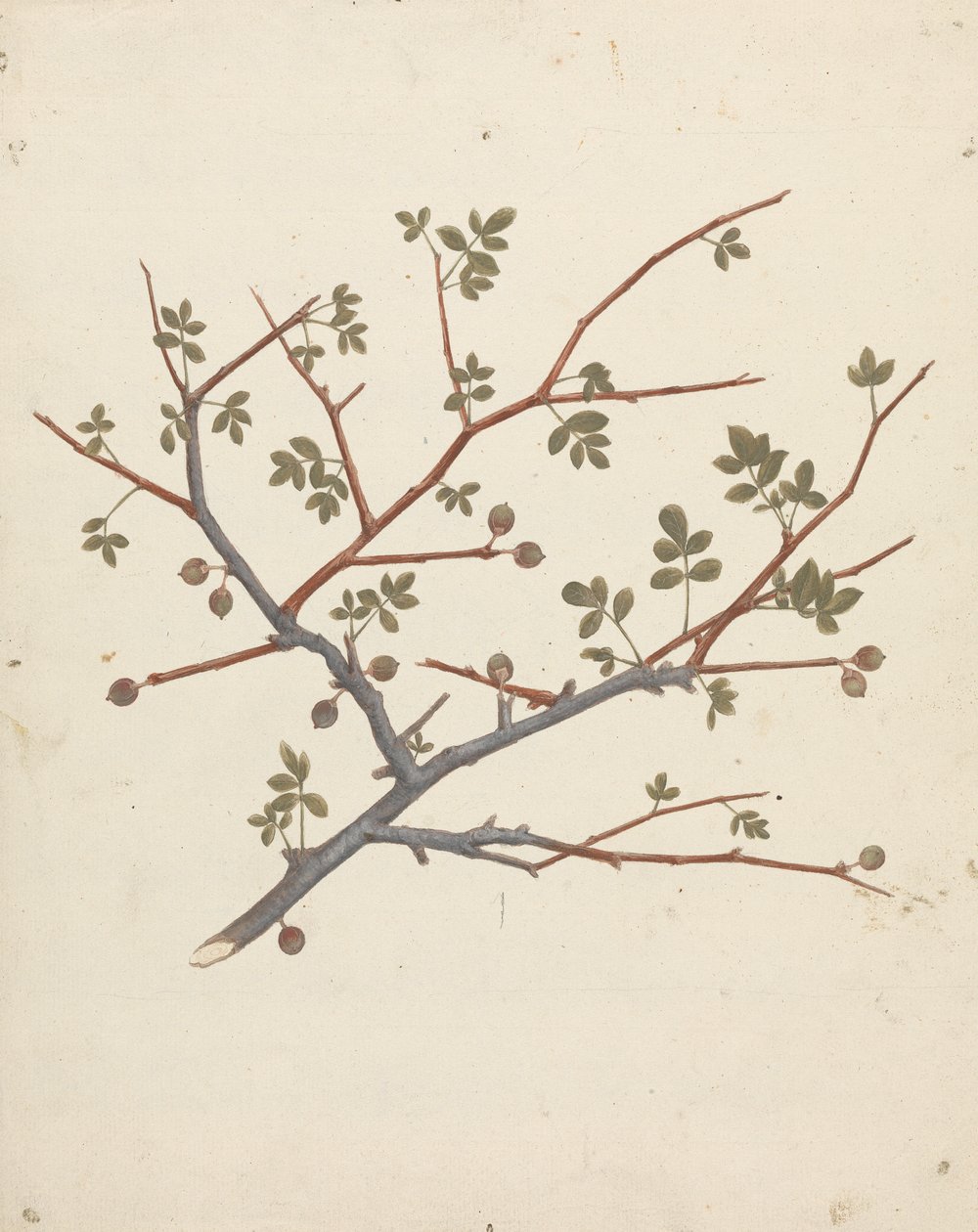 Commiphora gileadensis (L.) C. Chr. (Gileadbalsam, Opobalsam): ferdig tegning av fruktgren av Luigi Balugani