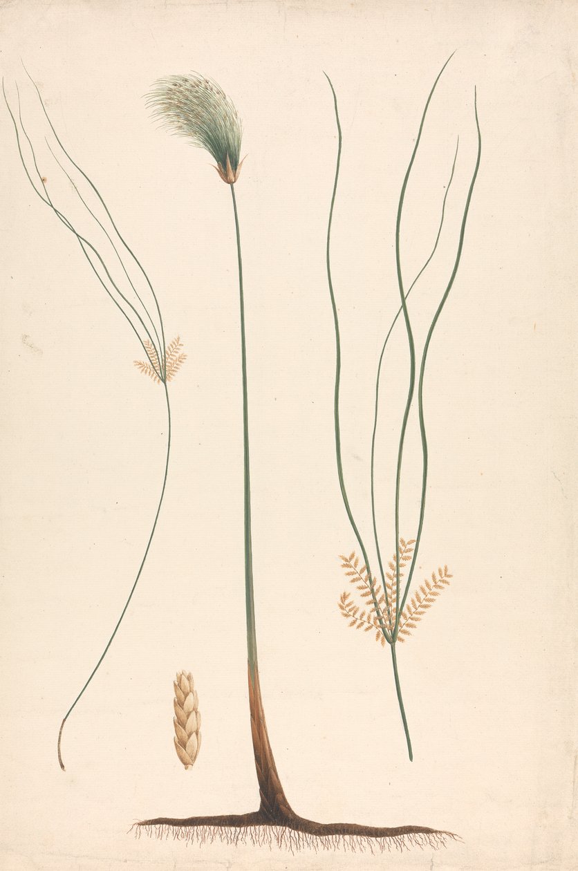 Cyperus papyrus L. (Papyrus Sedge): ferdig tegning av damp og blomstrende hode, med detaljer om blomsterstand til venstre og høyre av Luigi Balugani