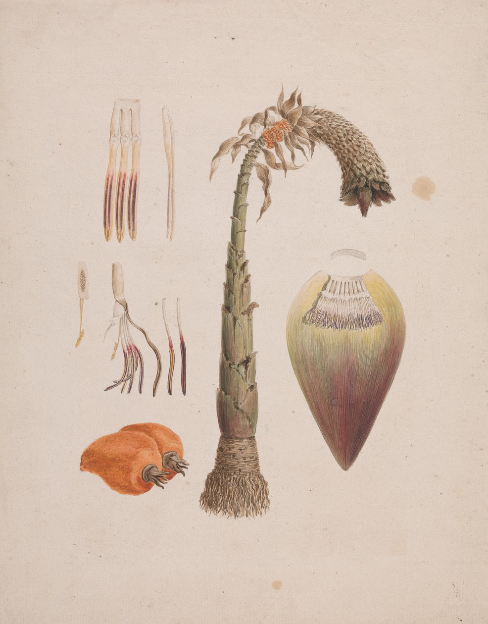 Ensete ventricosum (Welw.) Cheesman (African Wild Banana): ferdig tegning av Luigi Balugani