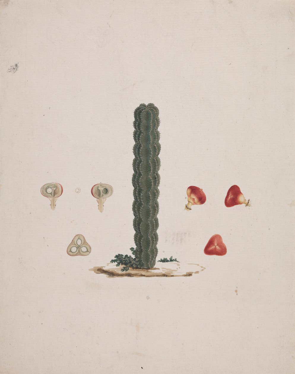 Euphorbia abyssinica JF Gmel. (Etiopian Tree-Spurge): ferdig tegning av enkelt stamme, med detaljer om hele og dissekerte frukter av Luigi Balugani