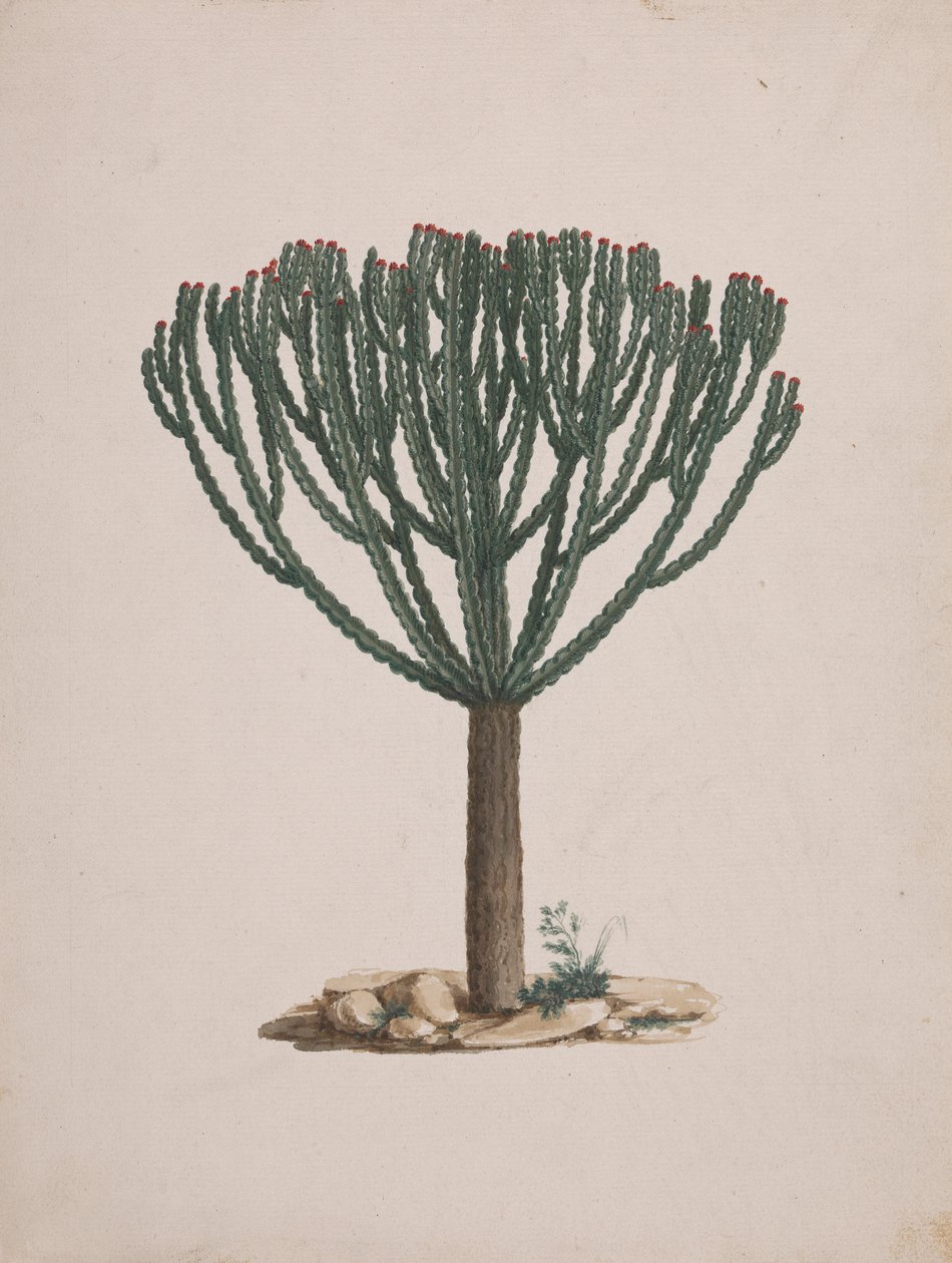 Euphorbia abyssinica JF Gmel. (Ethiopian Tree-Spurge): ferdig tegning av treets vane av Luigi Balugani