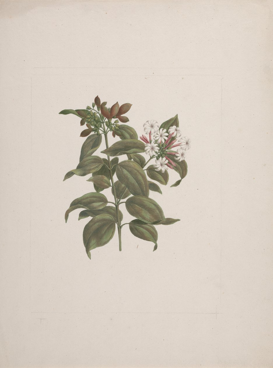 Jasminum dichotomun Vahl (afrikansk sjasmin): ferdig tegning av Luigi Balugani