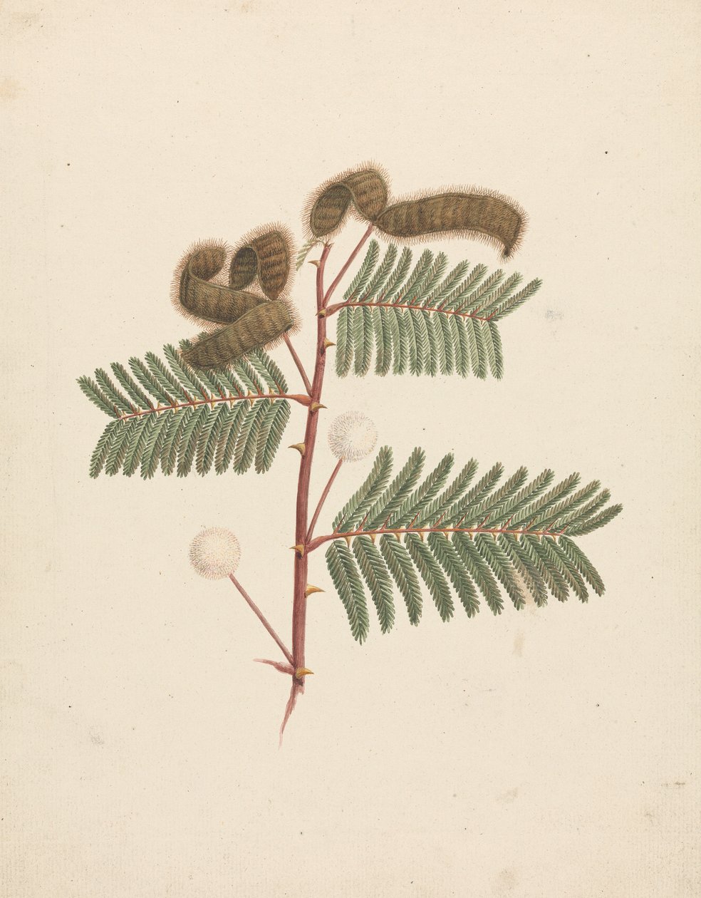 Mimosa pigra (L.): ferdig tegning av Luigi Balugani