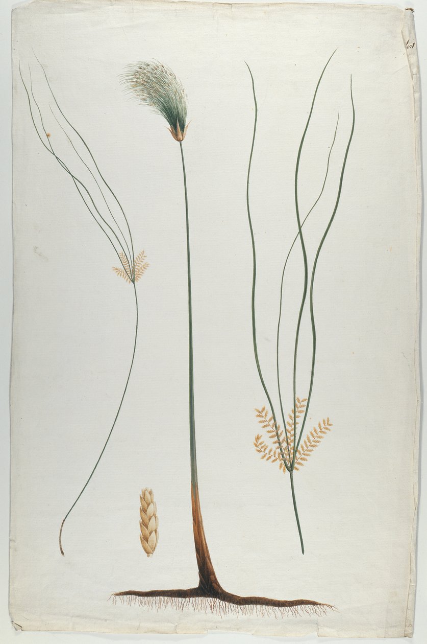 Papyrus (Plant and Root Detail), etter James Abyssinian Bruce (1730-94) (wc over grafitt på papir) av Luigi Balugani
