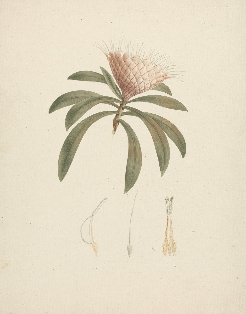 Protea gaguedi JF Gmel. (Protea): ferdig tegning med blomsterdetaljer av Luigi Balugani