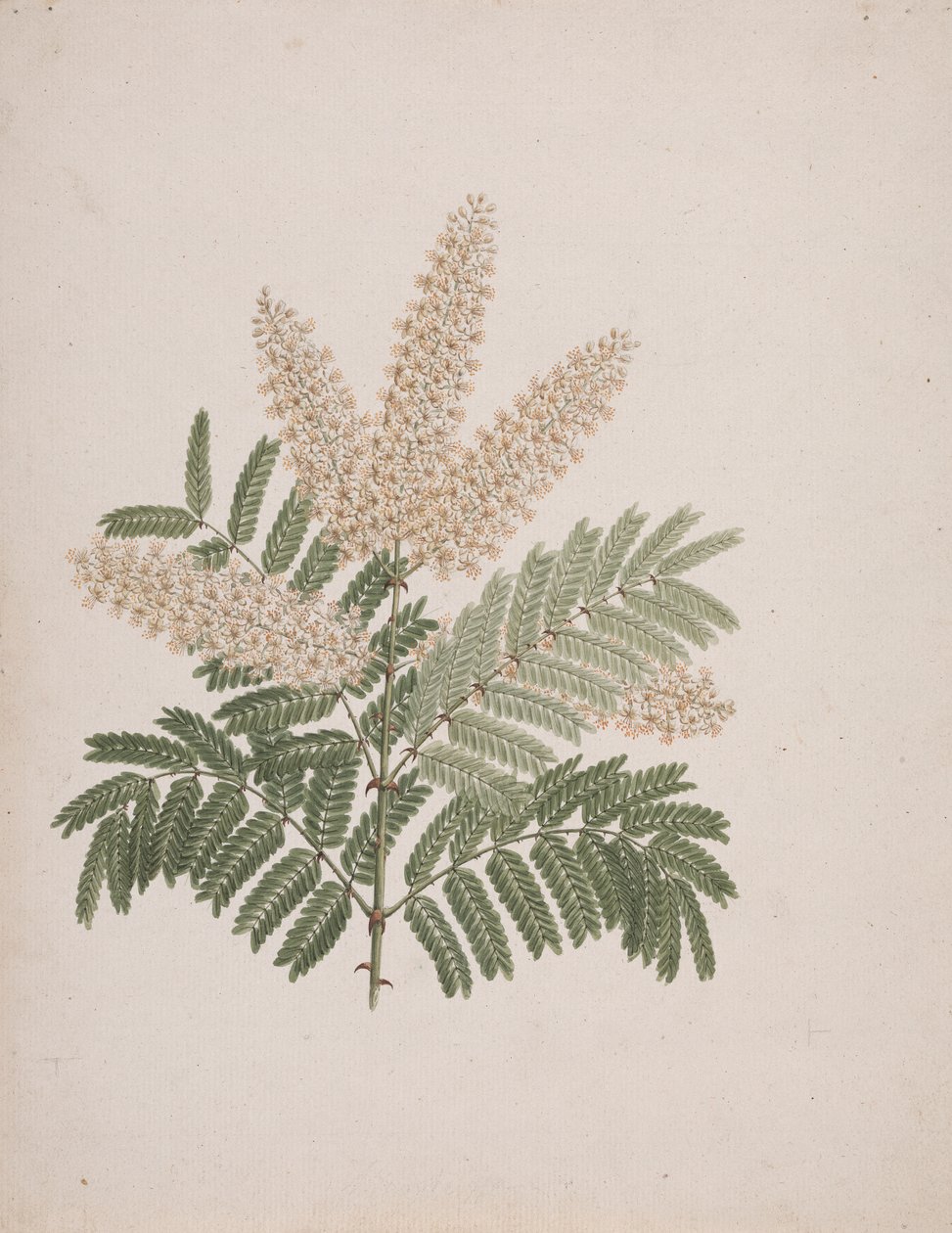 Pterolobium stellatum (Forssk): ferdig tegning av Luigi Balugani
