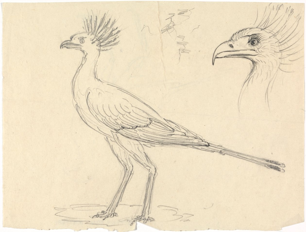 Sekretær Bird av Luigi Balugani