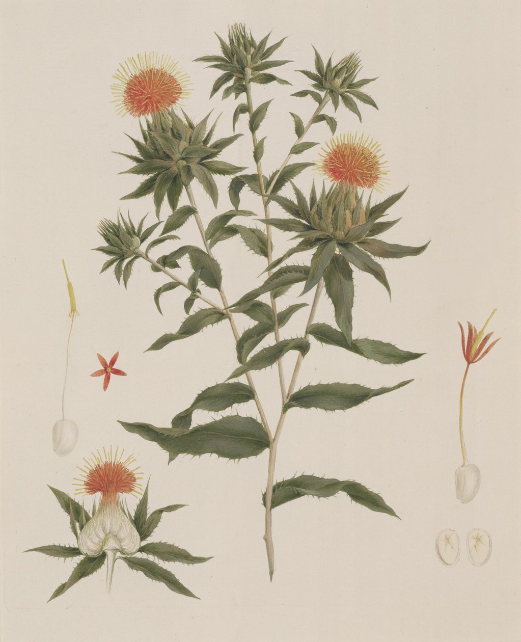 Sussa (Leaves, Flowers and Details) tidligere tilskrevet James Bruce (1730-94) (wc over grafitt på papir) av Luigi Balugani