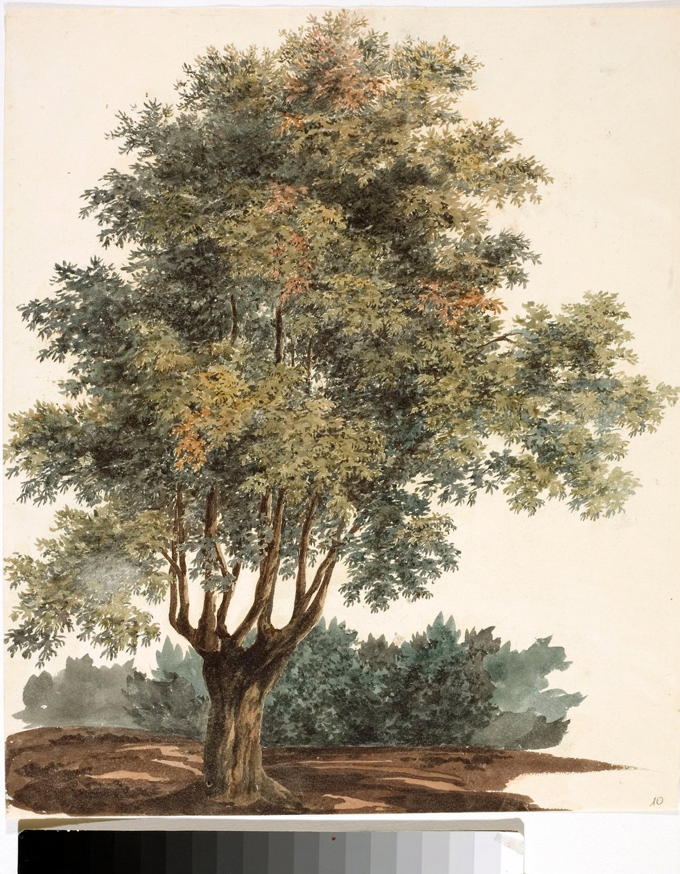 Tre (akvarell, ca. 1825) av Luigi Garibbo