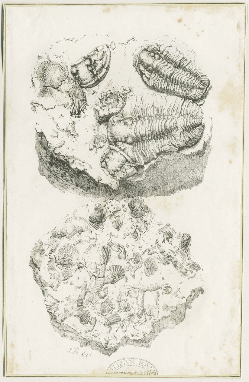 Dudley - Fossiler: litografi, nd [c 1825] (trykk) av Luke Booker