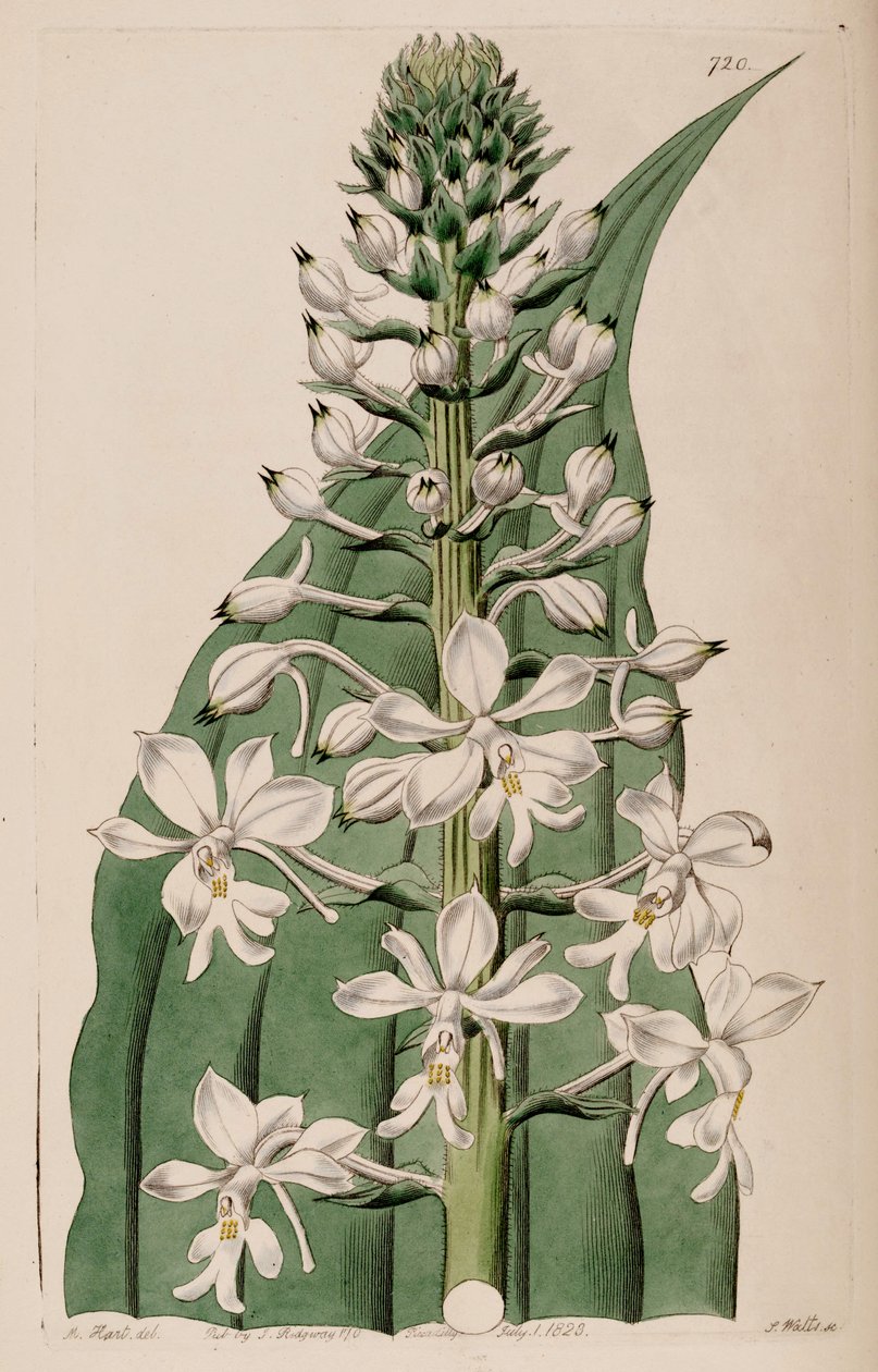 Illustrasjon av Calanthe triplicata (som syn. Calanthe veratrifolia) (inflorescece) av M. Hart