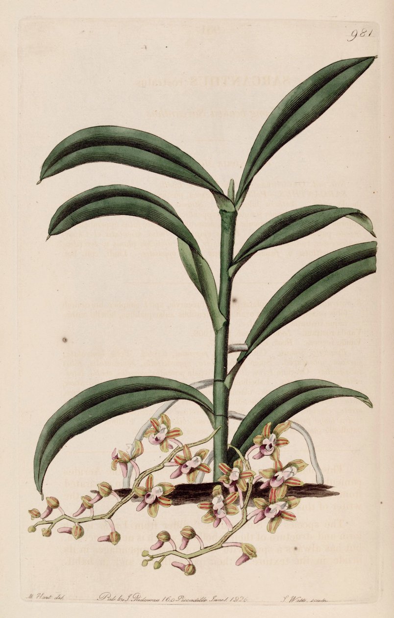 Illustrasjon av Cleisostoma recurvum (som syn. Sarcanthus rostratus) av M. Hart