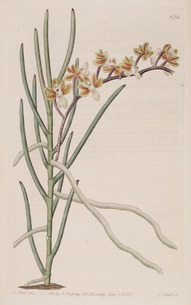 Illustrasjon av Cleisostoma simondii (som syn. Vanda teretifolia) av M. Hart