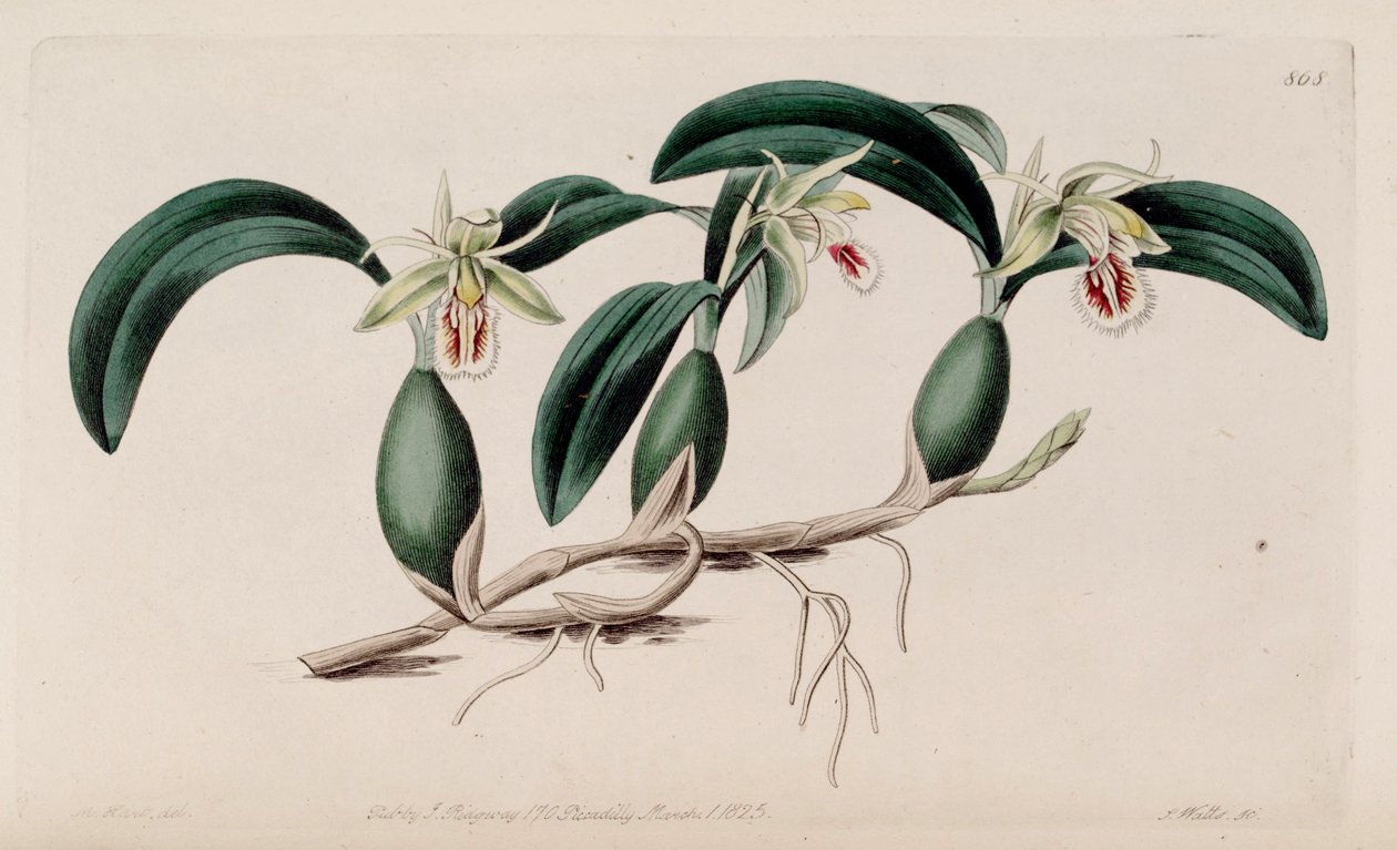 Illustrasjon av Coelogyne fimbriata av M. Hart