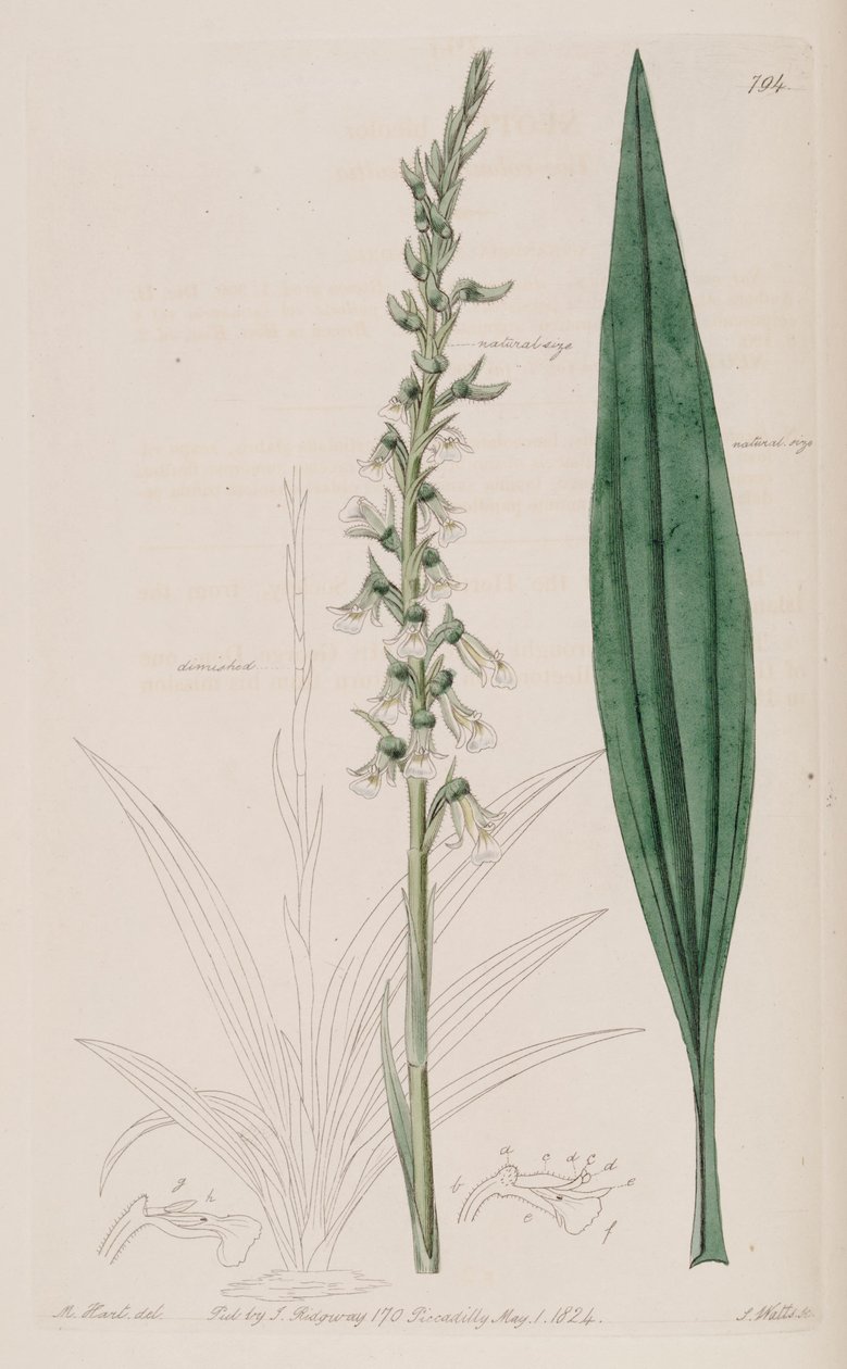 Illustrasjon av Cyclopogon bicolor (som syn. Neottia bicolor) av M. Hart
