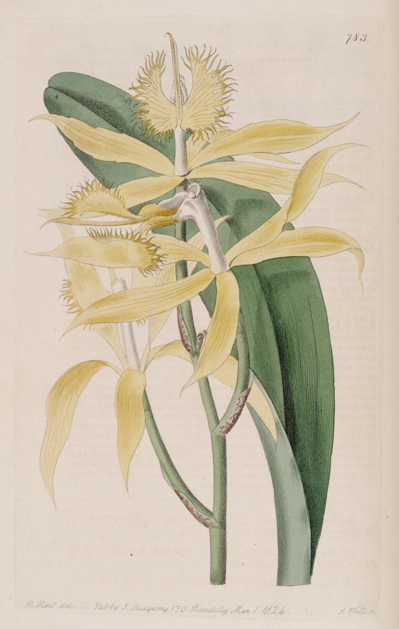 Illustrasjon av Epidendrum ciliare (som syn. Epidendrum cuspidatum) av M. Hart