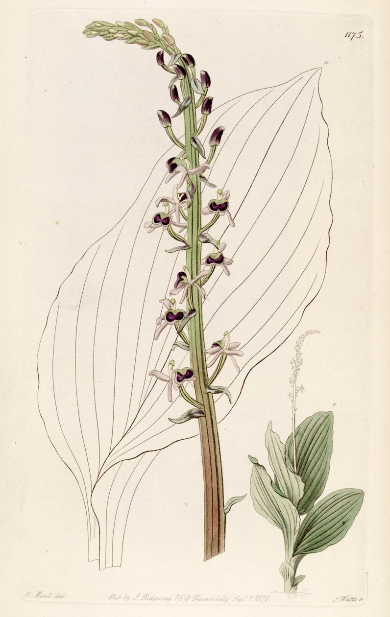 Illustrasjon av Liparis nervosa ssp. nervosa (som syn. Liparis elata) av M. Hart